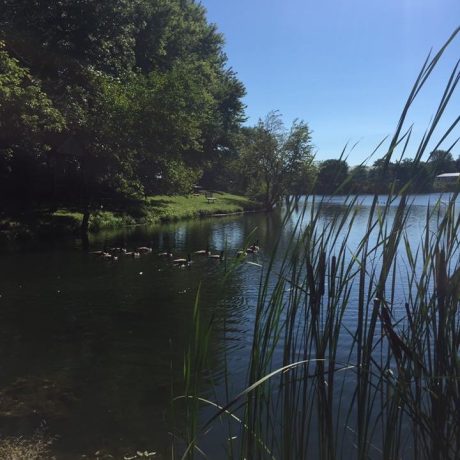 Pond view at Shady Lakes RV Resort